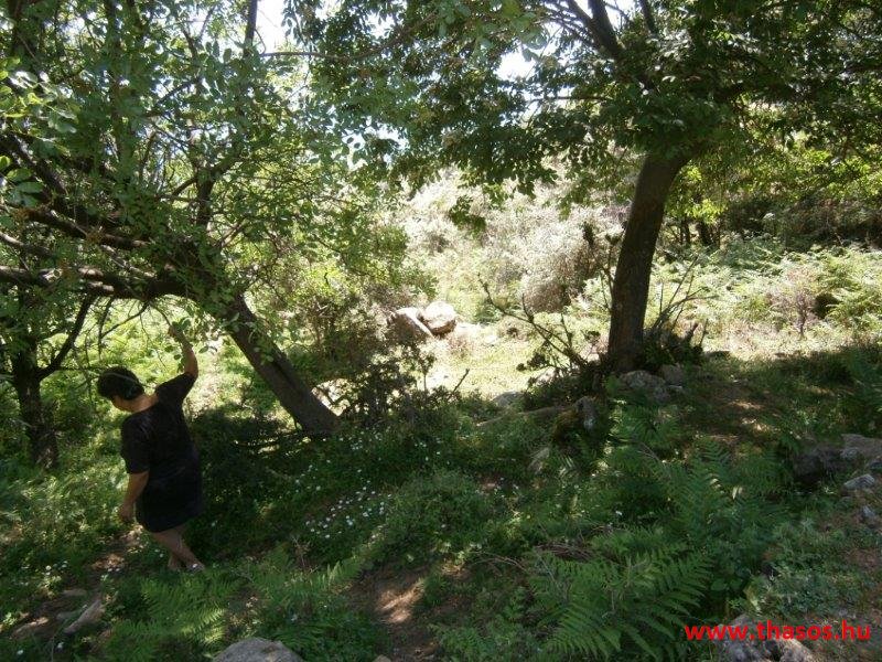 paleohori_osi_falu_04