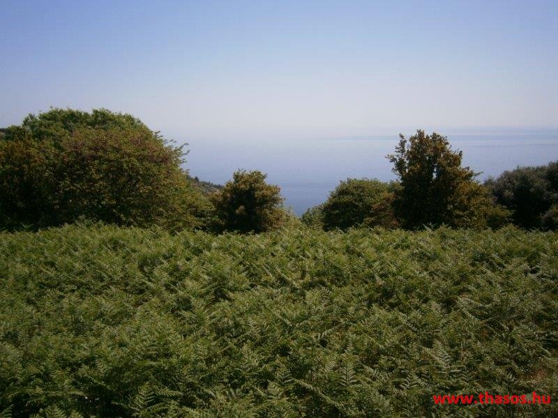 paleohori_osi_falu_05