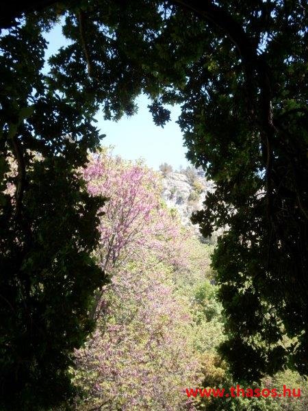 paleohori_osi_falu_10