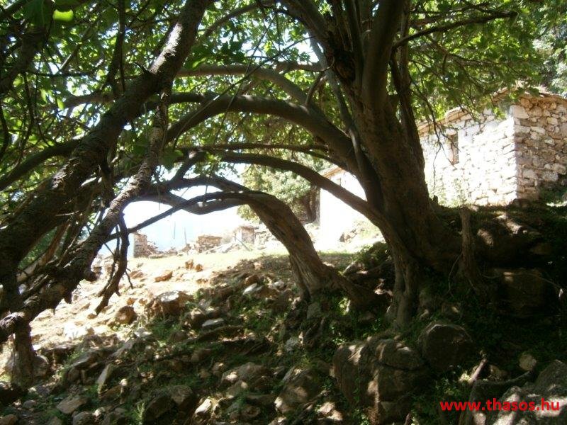 paleohori_osi_falu_23