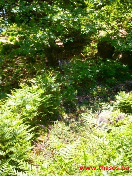 paleohori_osi_falu_44