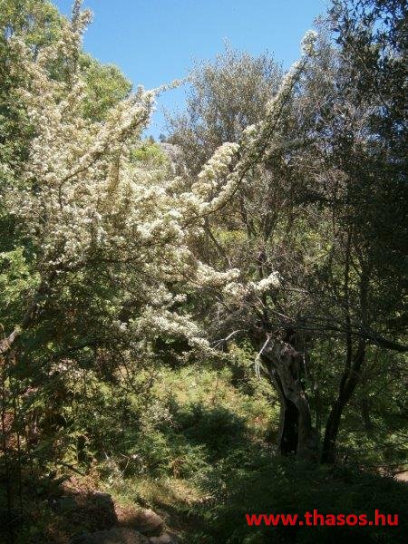 paleohori_osi_falu_45