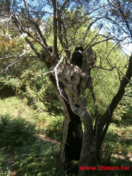 paleohori_osi_falu_47