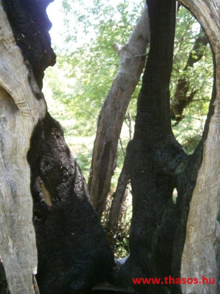 paleohori_osi_falu_48