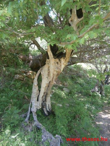 paleohori_osi_falu_49