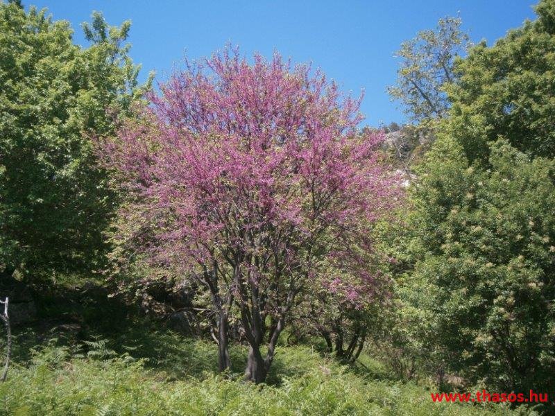 paleohori_osi_falu_56