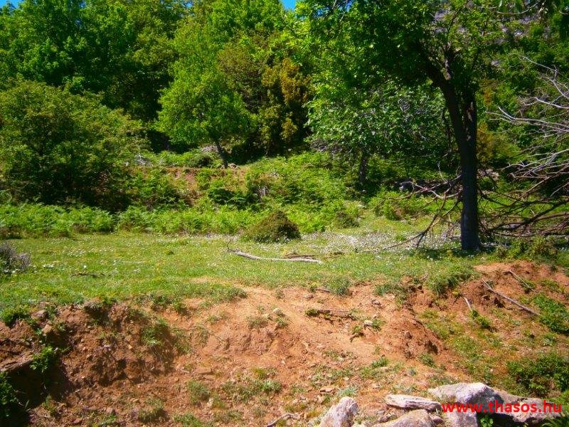 paleohori_osi_falu_57