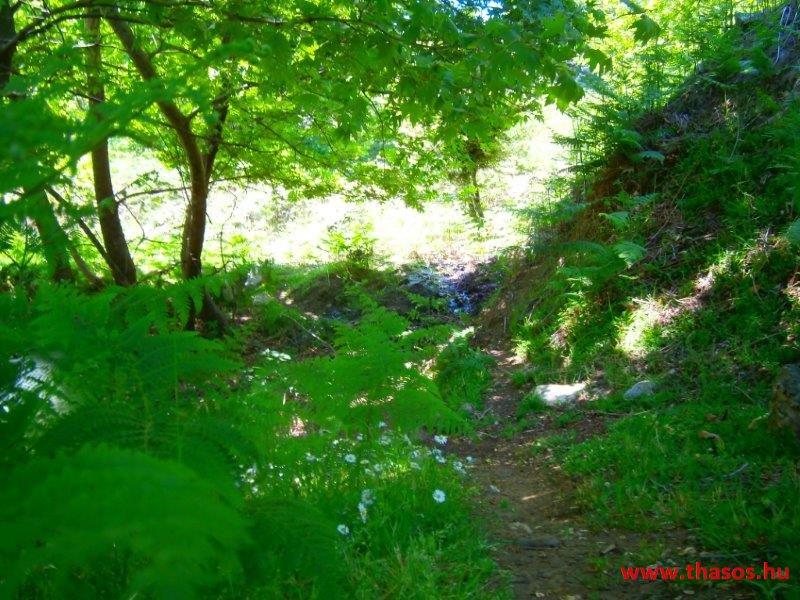 paleohori_osi_falu_59