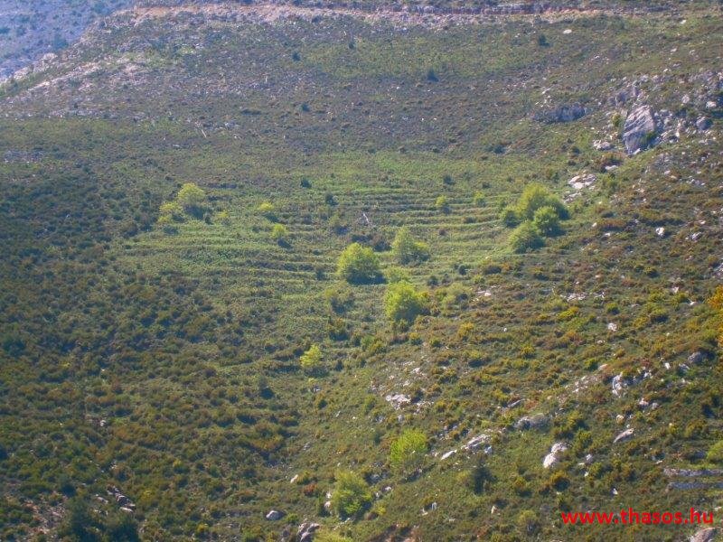 paleohori_osi_falu_63