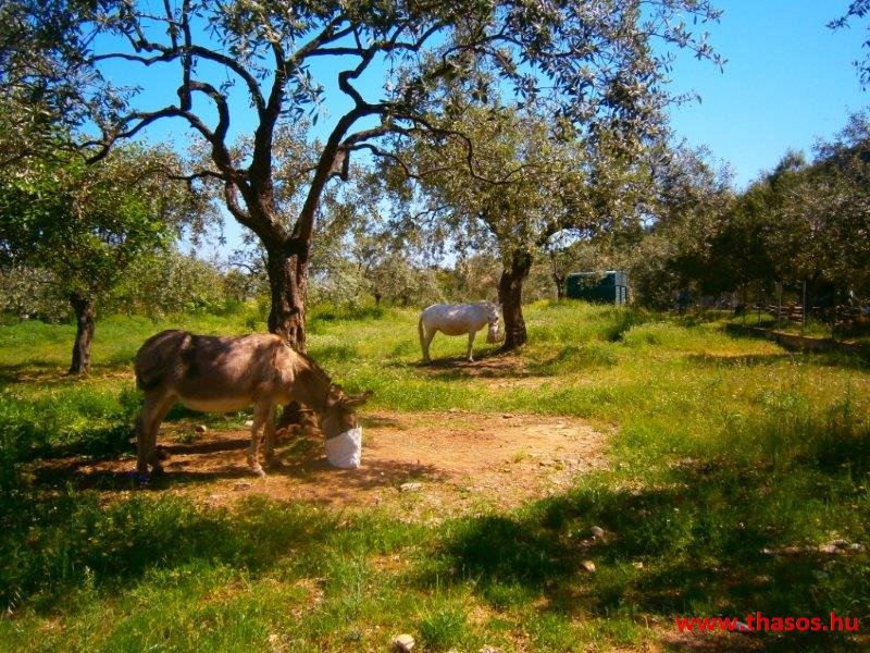 paleohori_osi_falu_65