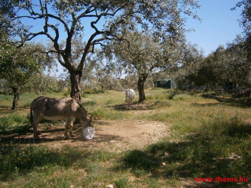 paleohori_osi_falu_66