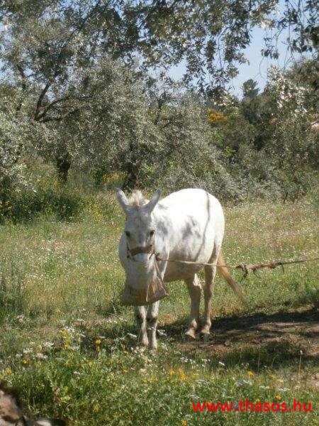 paleohori_osi_falu_67