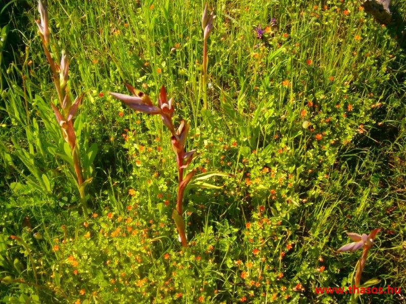 paleohori_osi_falu_68