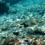 balazsh2009_02