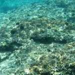balazsh2009_03