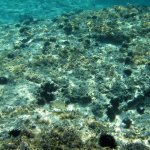 balazsh2009_05