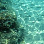 balazsh2009_12
