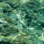 balazsh2009_13