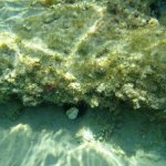 balazsh2009_14