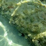 balazsh2009_15