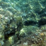 balazsh2009_21
