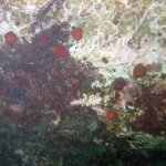 balazsh2009_25