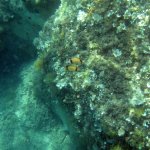 balazsh2009_32