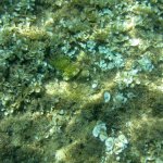 balazsh2009_33