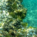 balazsh2009_35