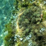 balazsh2009_39