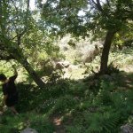 paleohori_osi_falu_04