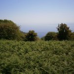 paleohori_osi_falu_05