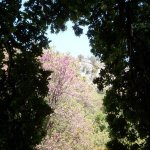 paleohori_osi_falu_10