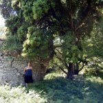 paleohori_osi_falu_11