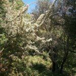 paleohori_osi_falu_45