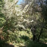 paleohori_osi_falu_46