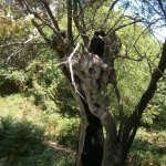 paleohori_osi_falu_47