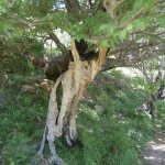 paleohori_osi_falu_49