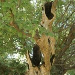 paleohori_osi_falu_51
