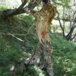 paleohori_osi_falu_52