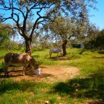 paleohori_osi_falu_65