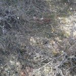 tavaszi_kirand_015
