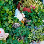 Ifigénia Apartman és Stúdió - Kert